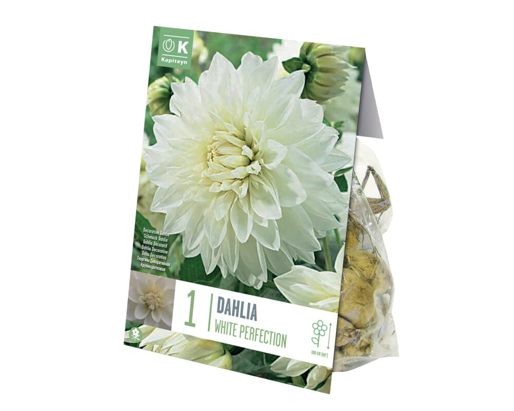 DALIA BULBO DAHLIA WHITE PERFECTION X 1 661290