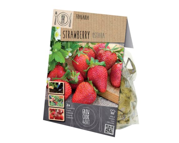 X2 Bulbo Strawberry Ostara (Fragola) – Kapiteyn