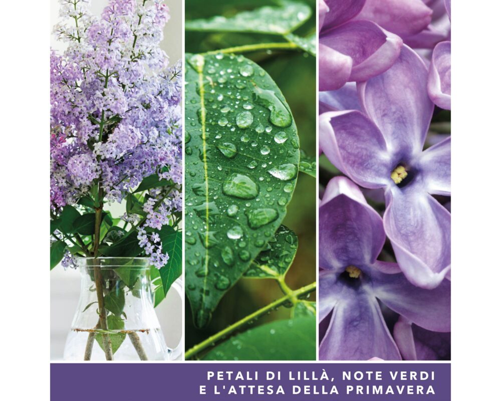 GIARA CANDELA GRANDE SIGNATURE LILAC BLOSSOMS 1629963E 5