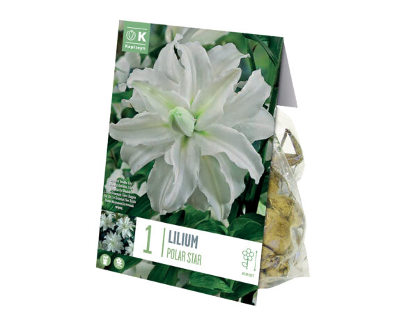 X1 Bulbo Lilium Oriental Double Polar Star (Giglio) – Kapiteyn