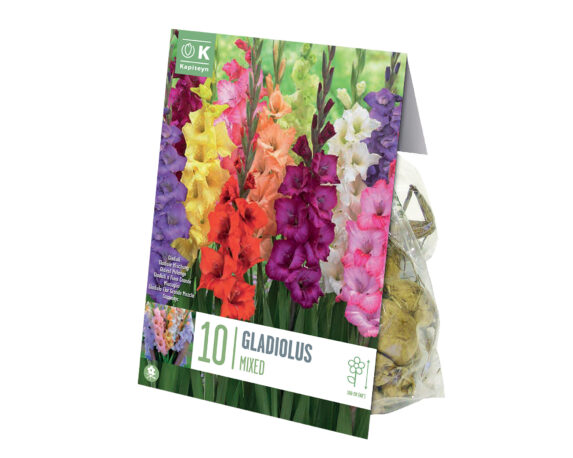 X10 Bulbo Gladiolus Mix Color (Gladiolo) – Kapiteyn