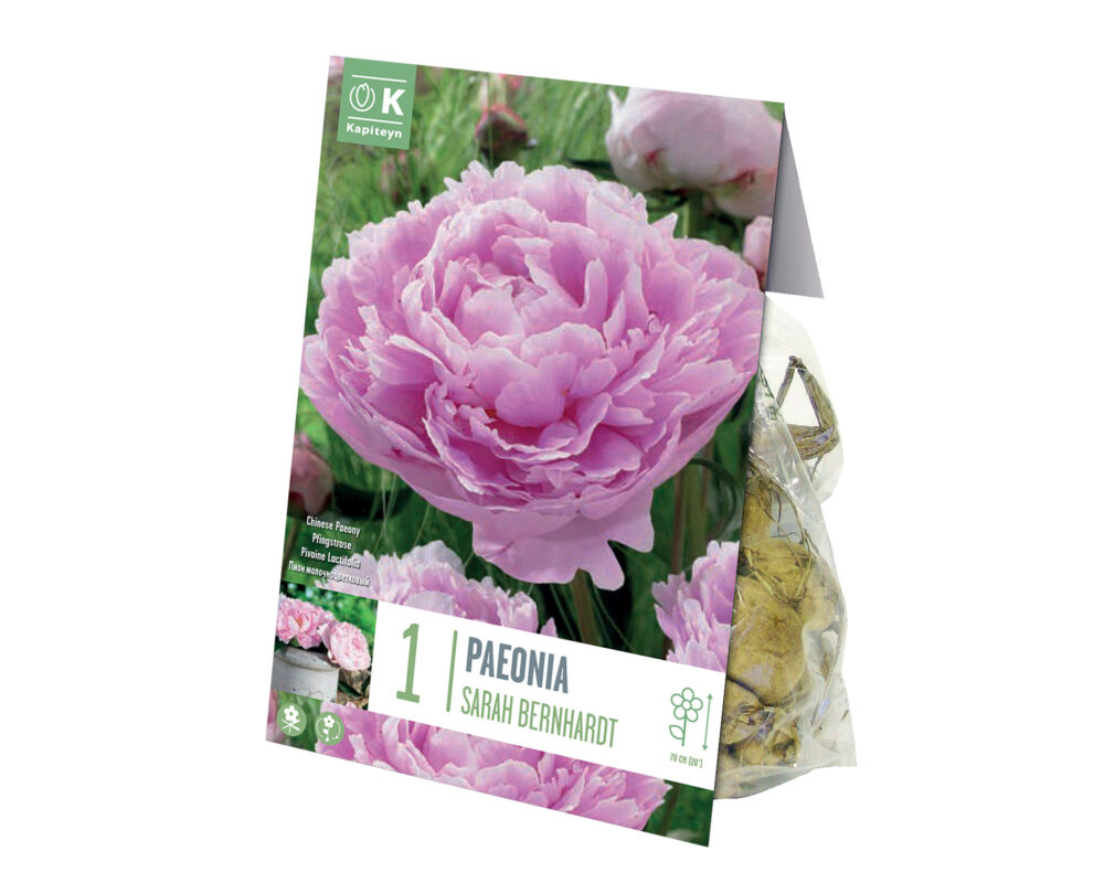 PEONIA BULBO PAEONIA LACTIFLORA SARAH BERNHARDT X 1 669260