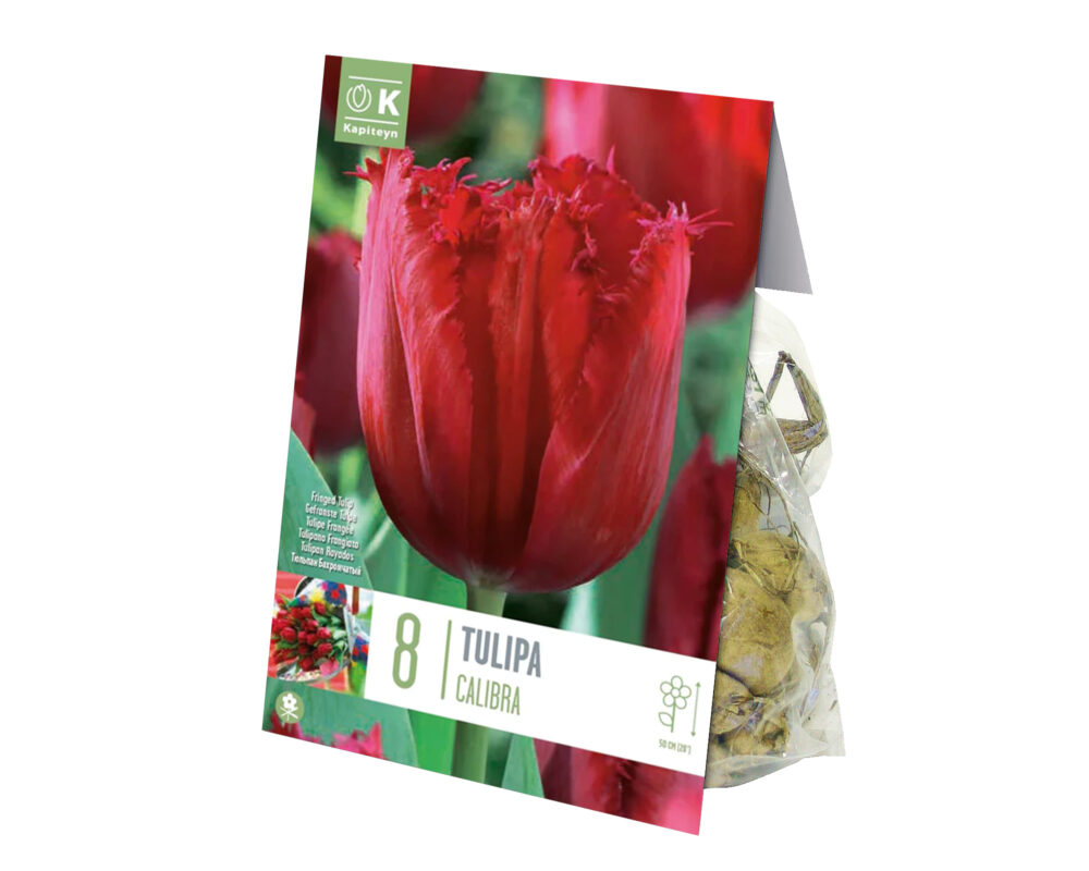 X8 Bulbo Tulipa Calibra (Tulipano) - Kapiteyn