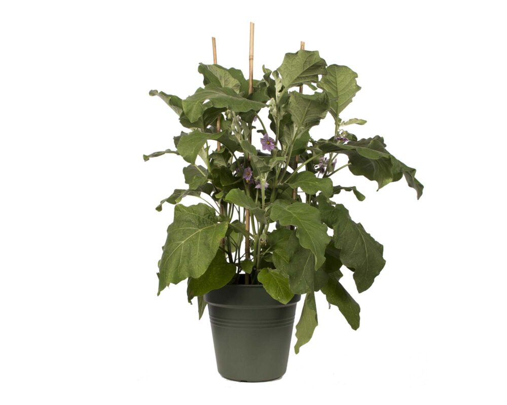 2000x1600 0001 green basics grow pot eggplant.c1 5