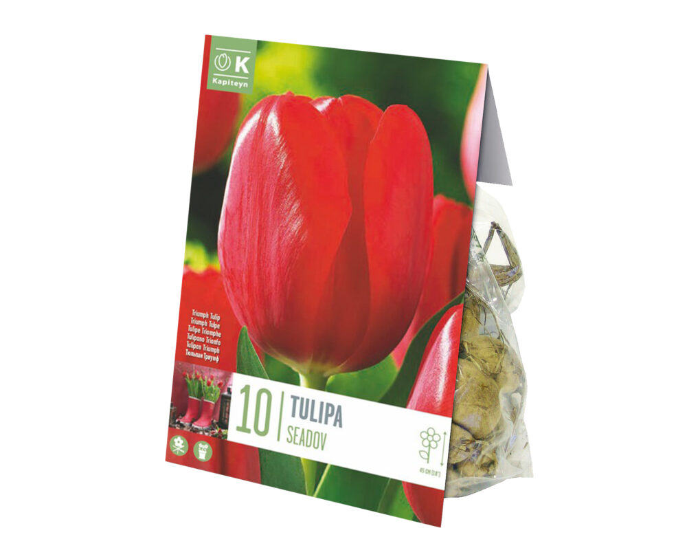 10060765 TULIPANO BULBO TULIPA SEADOV X10 602225