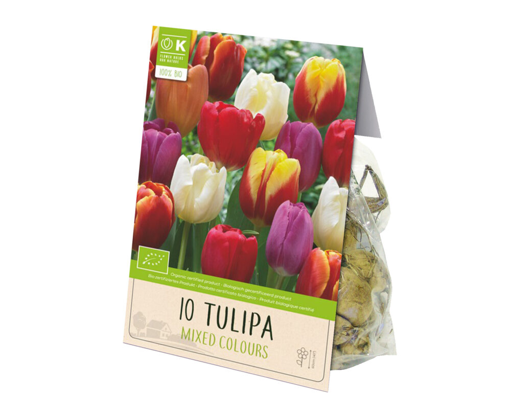 Bulbo Tulipa Triumph Mix Color X10 (Tulipano) - Kapiteyn