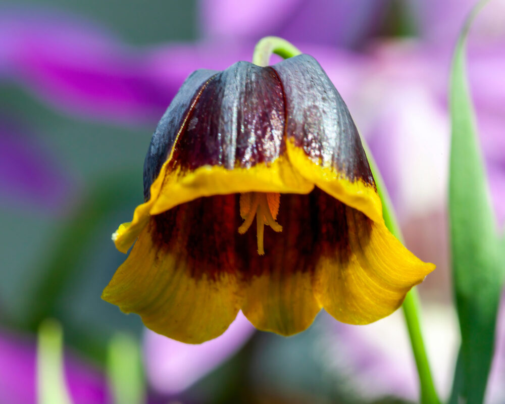 10060776 BULBO FRITILLARIA MICHAILOVSKYI X5 606110 1