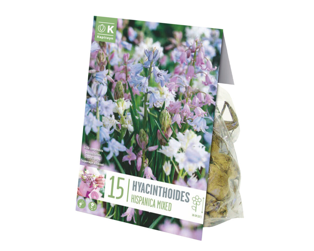 10060777 GIACINTO SELVATICO HYACINTHOIDES MIX COLOR X15 606130