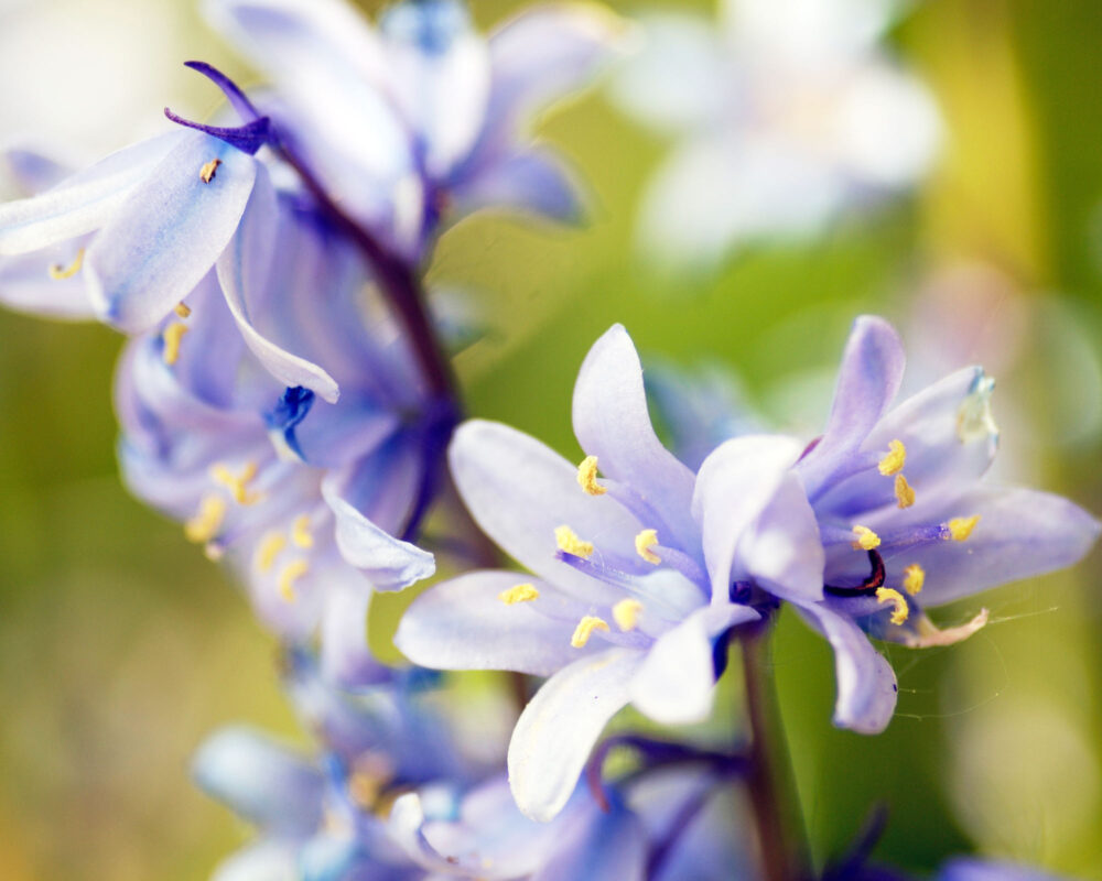 10060777 GIACINTO SELVATICO HYACINTHOIDES MIX COLOR X15 606130 1