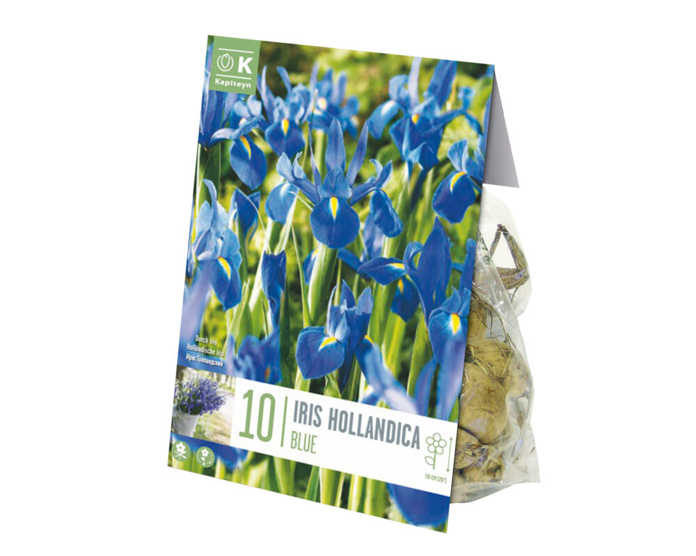 10060778 IRIS BULBO IRIS BLUE X10 606170