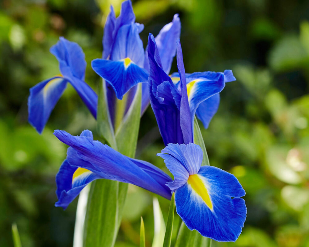 10060778 IRIS BULBO IRIS BLUE X10 606170 1