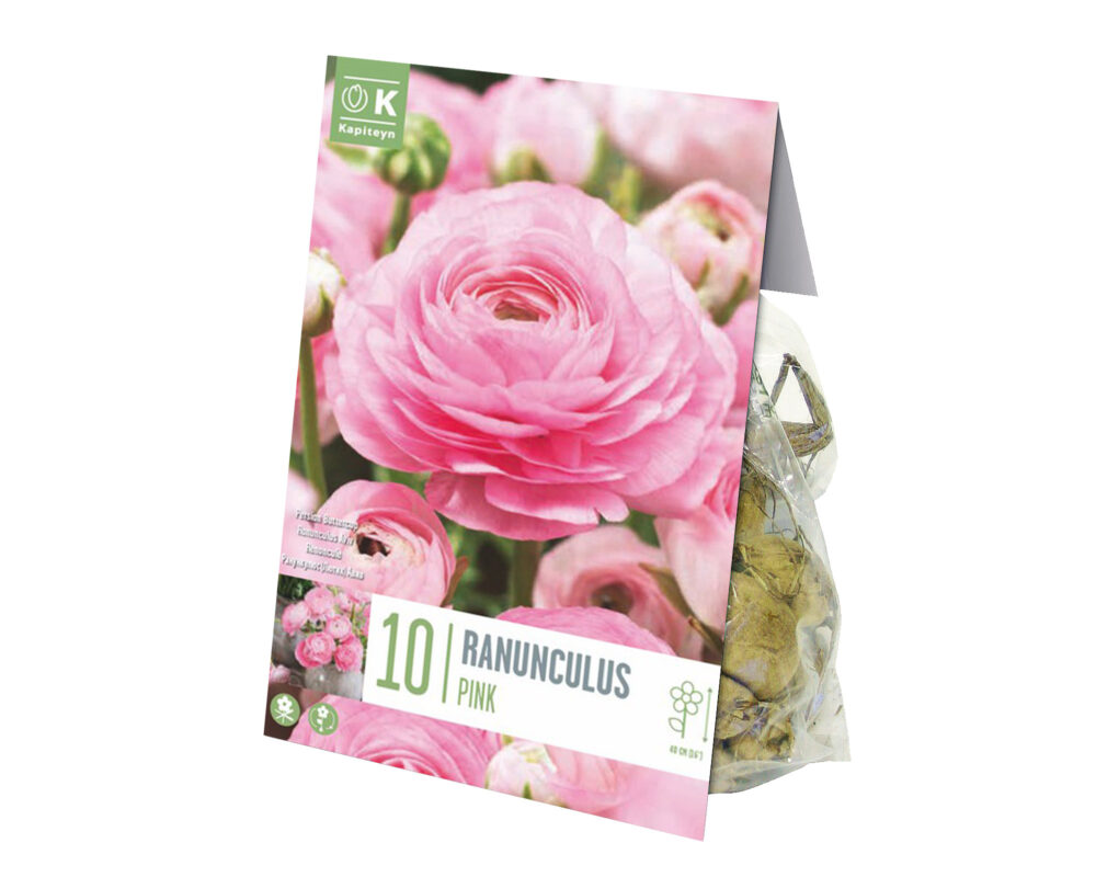 Bulbo Ranunculus Aviv Pink X10 (Ranuncolo) - Kapiteyn