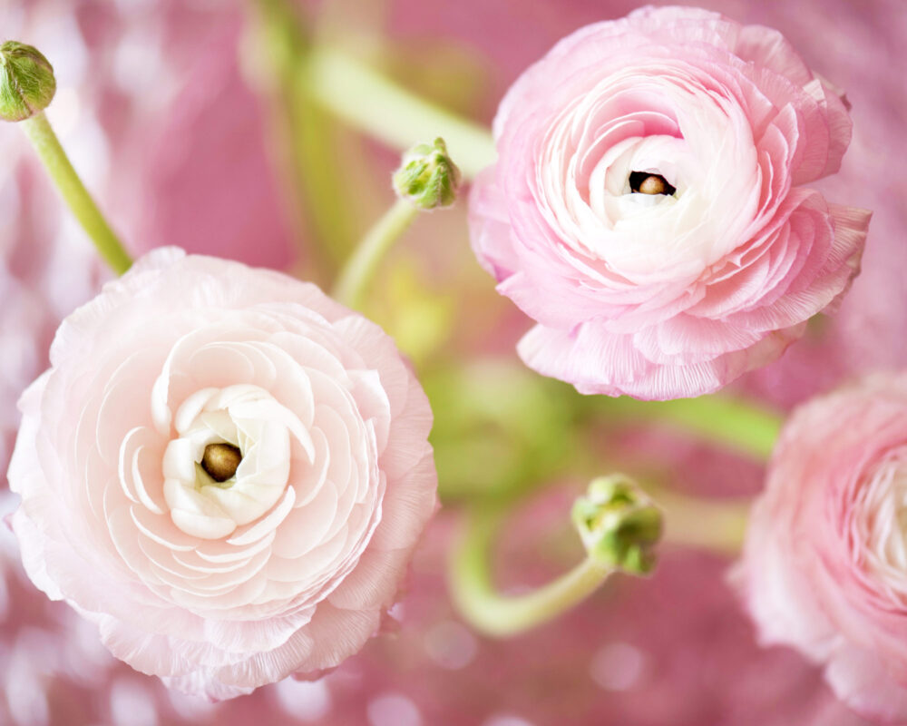 Bulbo Ranunculus Aviv Pink X10 (Ranuncolo) - Kapiteyn - immagine 2