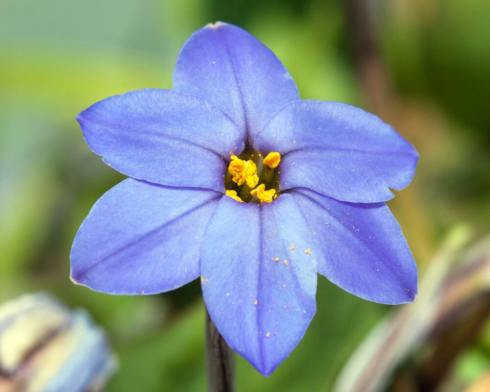 10060786 BULBO IPHEION ROLF FIEDLER X15 606137 1