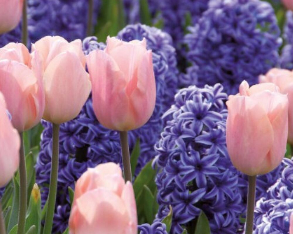 Combo Bulbo Hyacinthus Blue/Tulipa Pink X15 - Kapiteyn - immagine 2