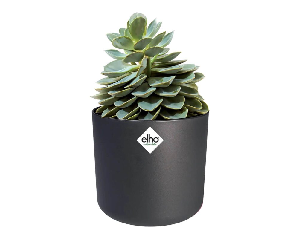 10060915 8711904249441 4122803042500 CACHEPOT TONDO B FOR SOFT ANTRACITE 30CM 0019 b.for soft round anthracite echeveria