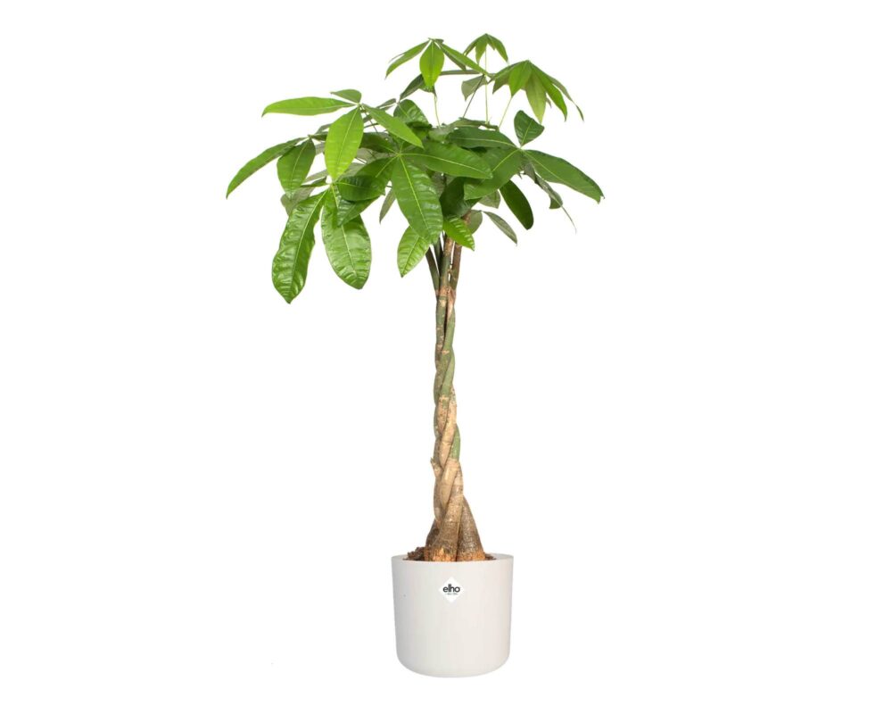 10060916 8711904249465 4123203515000 CACHEPOT TONDO B FOR SOFT BIANCO 35CM 0011 b for soft white Pachira aquatica.c1