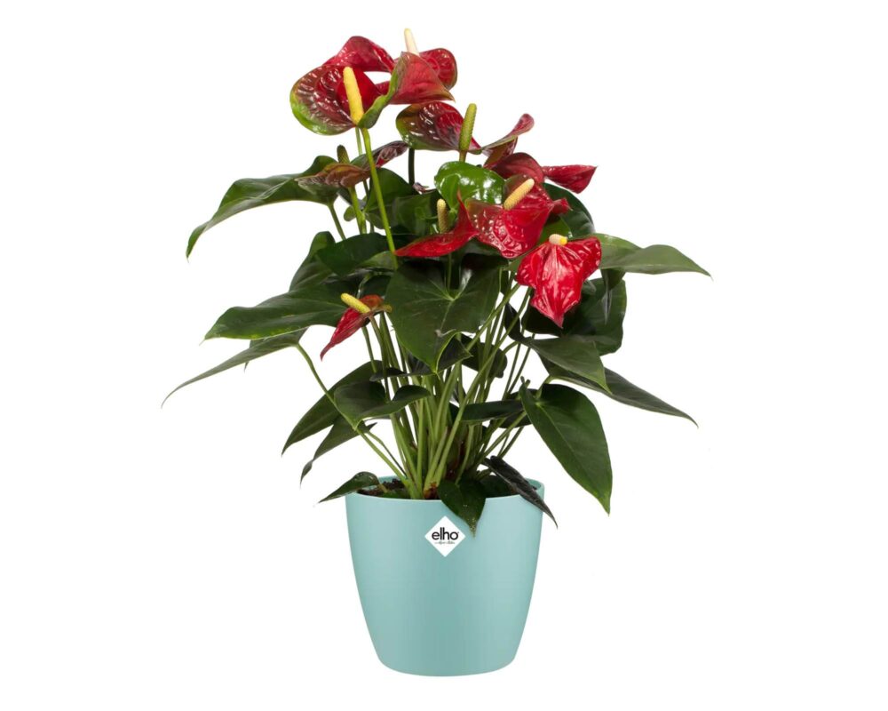 10060920 8711904277215 5641721862300 CACHEPOT TONDO BRUSSELS MENTA 18CM 0009 brussels round mint anthurium andreanum.c1