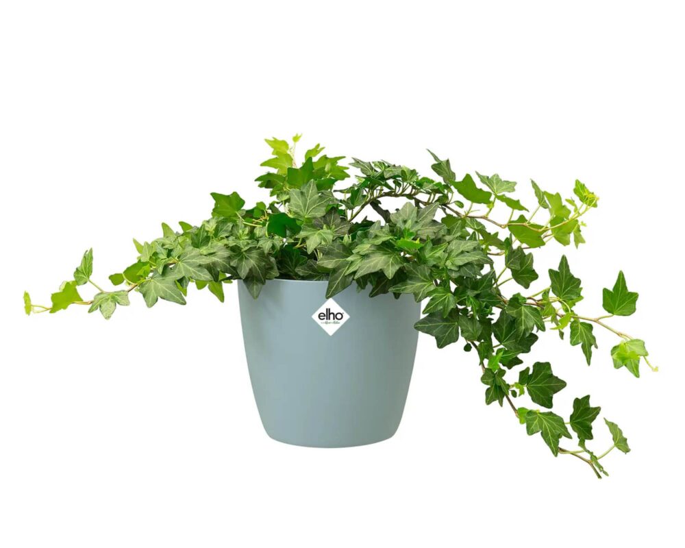 10060920 8711904277215 5641721862300 CACHEPOT TONDO BRUSSELS MENTA 18CM 0010 brussels round mint hedera.c1