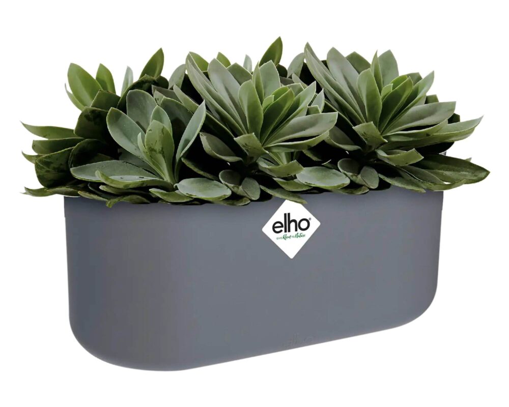 10060922 8711904302825 4181302742500 CACHEPOT B FOR SOFT DUO ANTRACITE 27CM 0001 b for soft duo anthracite Echeveria.c1