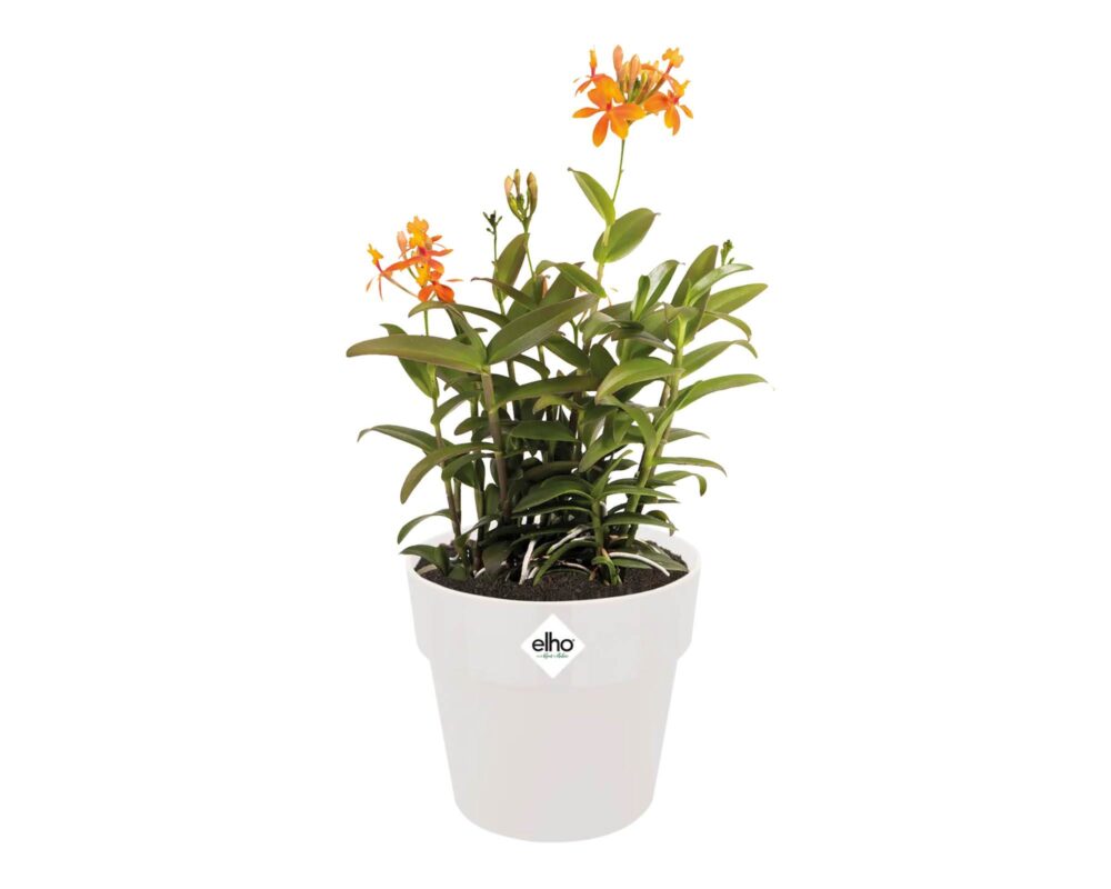 10060935 8711904317249 9261701815000 CACHEPOT TONDO B FOR ORIGINAL BIANCO 18CM 0005 b.for original round white Epidendru