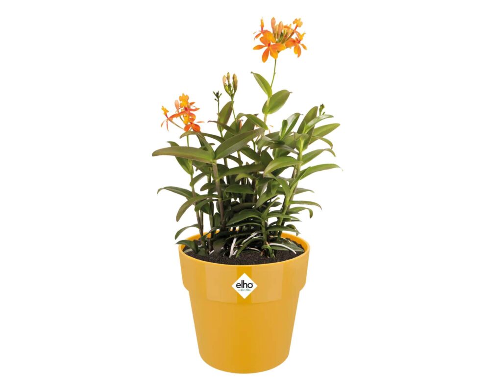 10060938 8711904331412 9262002211800 CACHEPOT TONDO B FOR ORIGINAL OCRA 22CM 0013 b for original round ochre Epidendrum