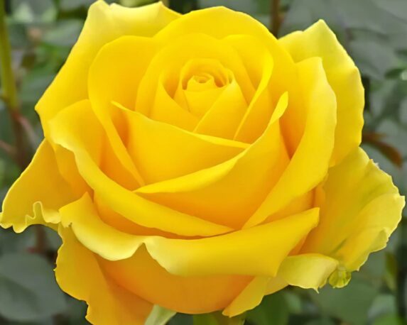 Rosa Doriana Giallo Puro Class G/F – Barni