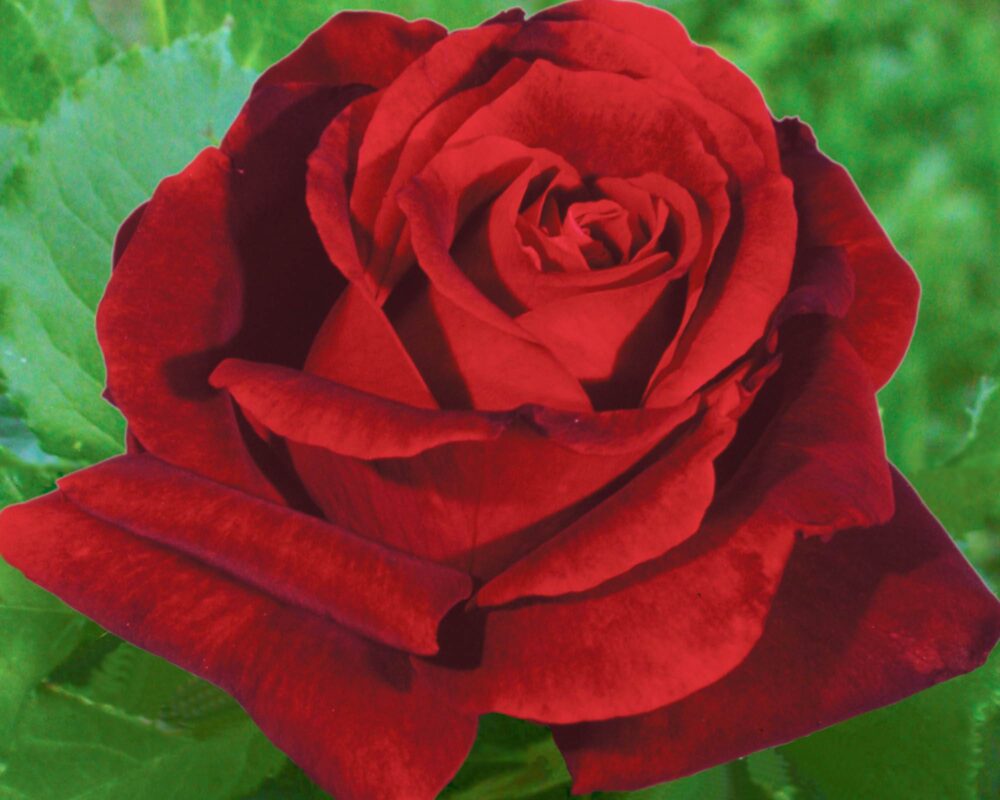 Rosa Magia Nera Rosso Scuro Vellut G/F - Barni