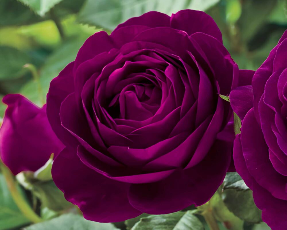 Rosa Twilight Zone Viola Scuro G/F - Barni - immagine 3