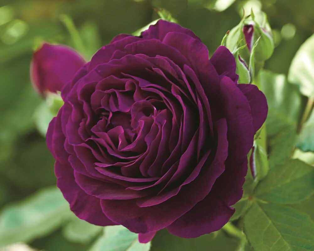 Rosa Twilight Zone Viola Scuro G/F - Barni