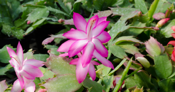 Scopriamo La Schlumbergera, Il Cactus Del Natale