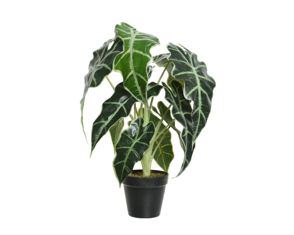 10061612 801000 ALOCASIA ARTIF IN VASO PLASTICA 27X27X50CM 0024 801000