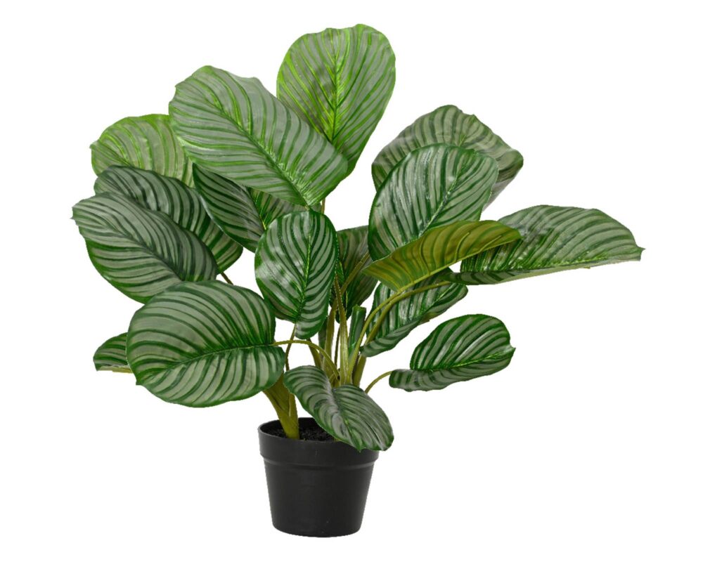 10061617 801116 CALATHEA ARTIF IN VASO PLASTICA 60X60X47CM 0006 801116