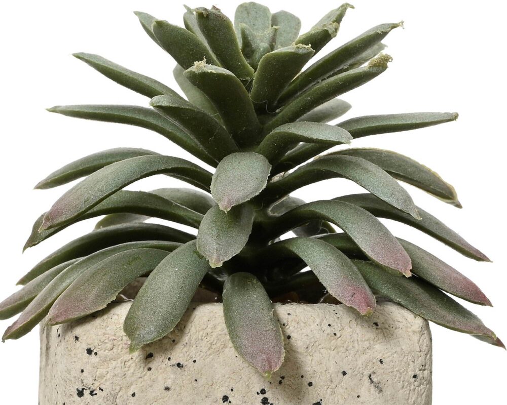 10061684 808560 SUCCULENTA ARTIF C VASO PE MOD ASS 5X8CM 0015 808560s2