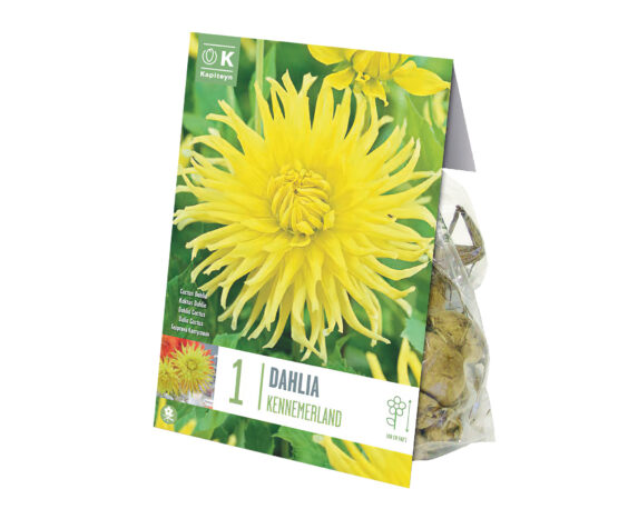 X1 Bulbo Dahlia Kennemerland (Dalia) – Kapiteyn