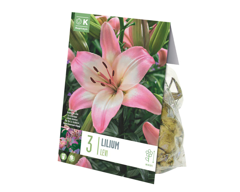 10062770 8711805014988 664045 GIGLIO BULBO LILIUM LEVI X 3