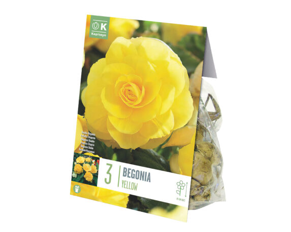 X3 Bulbo Begonia Double Yellow – Kapiteyn