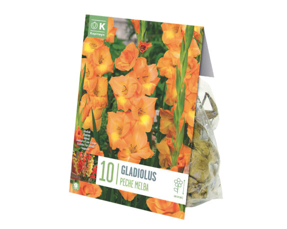 X10 Bulbo Gladiolus Peche Melba (Gladiolo) – Kapiteyn