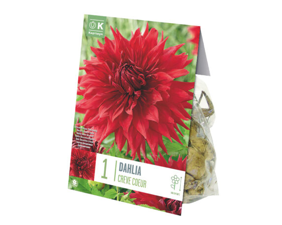 X1 Bulbo Dahlia Creve Coeur (Dalia) – Kapiteyn