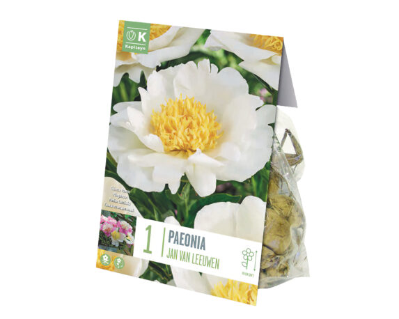 X1 Bulbo Paeonia Lactiflora Jan Van Leeuwen (Peonia) – Kapiteyn