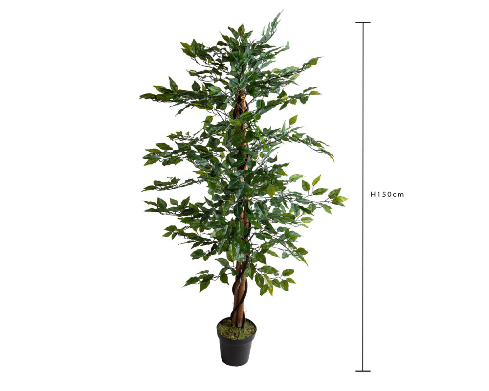 10064790 FICUS TREE C VASO CM.150 PN143 8019990047829 0034 pn143 52