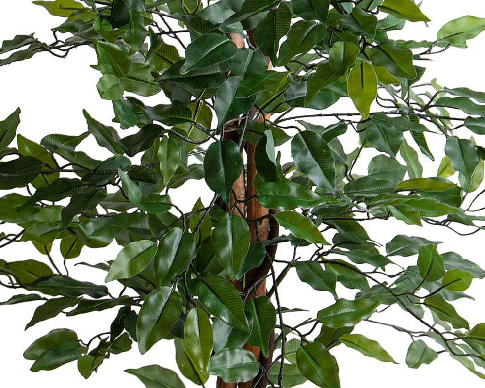 10064790 FICUS TREE C VASO CM.150 PN143 8019990047829 0035 pn143 50 copia