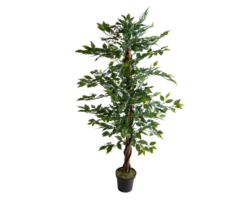 10064790 FICUS TREE C VASO CM.150 PN143 8019990047829 0036 pn143 50