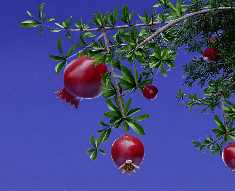 Un ramo di melograno con frutti rossi maturi e foglie verdi, in contrasto con un cielo blu limpido.