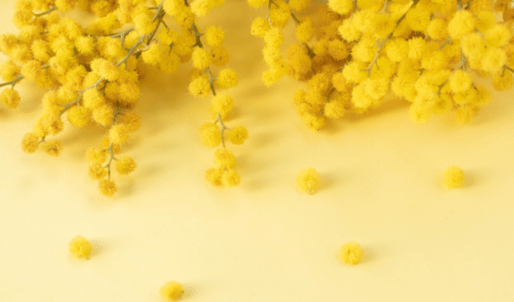 La Mimosa: Un Fiore Dal Fascino Universale